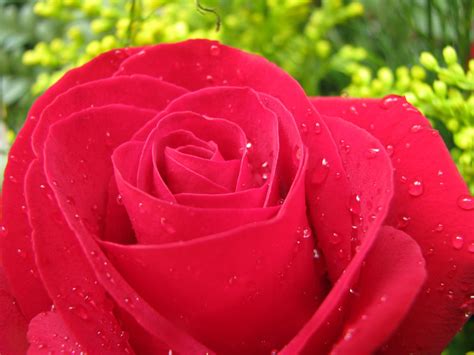 singe cul rose|single red rose flower.